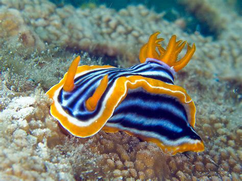 Sea Slug | Animal Wildlife