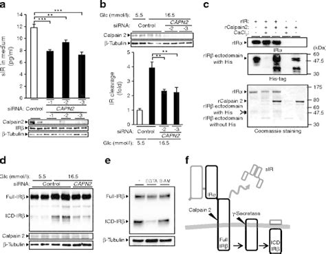 Sequential Cleavage Of Ir By Calpain And Secretase A Role Of