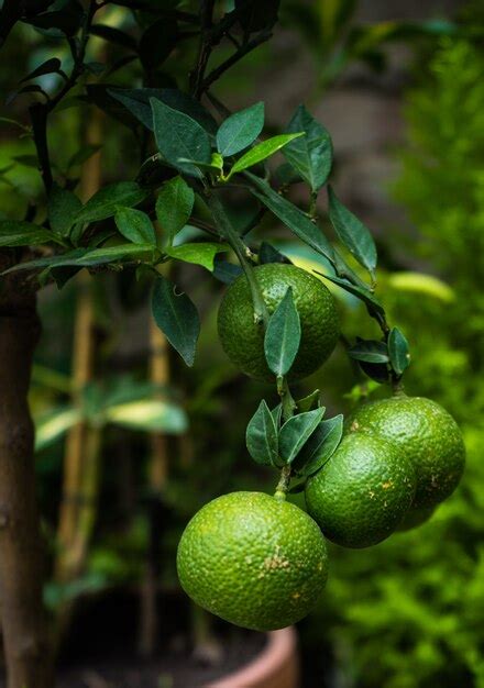 Premium Photo | Organic lime fruit