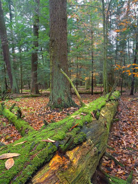 Free Images Tree Nature Wilderness Hiking Trail Leaf Moss