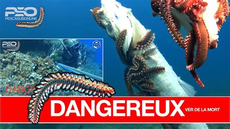 Chasse Sous Marine Vers G Ant Carnivore De Mer Dangereux Poisson