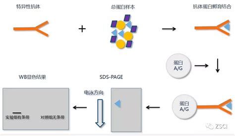 Ip实验解析 一文让你彻底明白免疫沉淀的真相！（抗体 蛋白） 北京基华生物技术服务有限公司