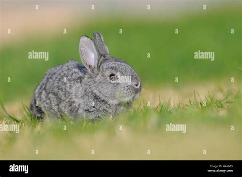 Giant Chinchilla Rabbit Vs Flemish Giant