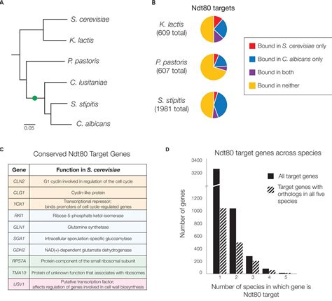 Gene Regulatory Network Plasticity Predates A Switch In Function Of A