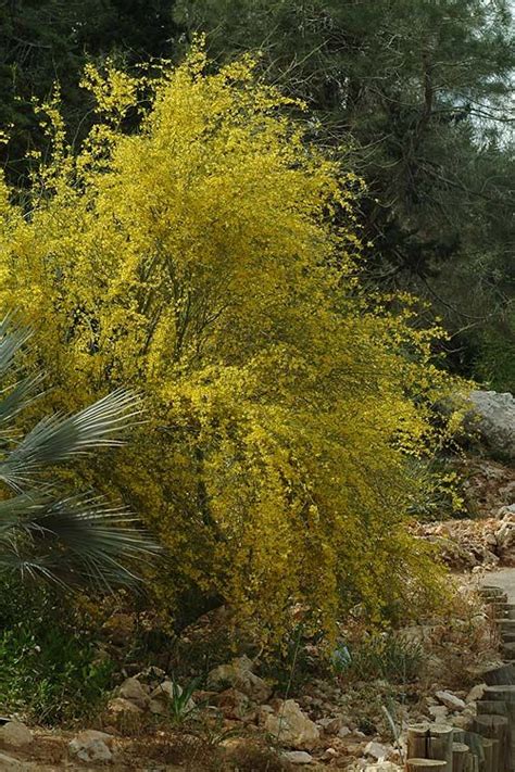 Parkinsonia Texana