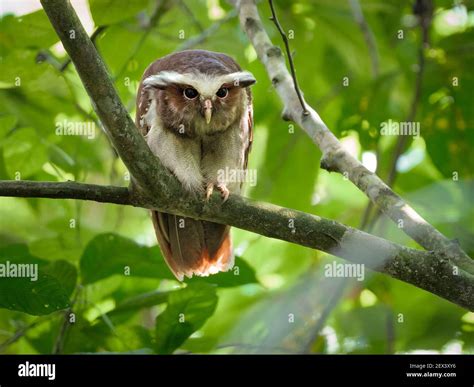 Crested Owl Lophostrix Cristata Yasuni National Park Ecuador Stock