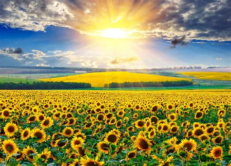 Zonnebloemen Veld Met Opkomende Zon Fotobehang Fotobehang Nl