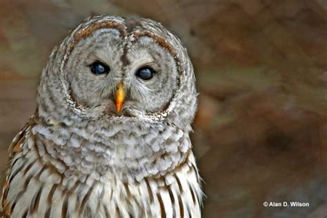 The Eyesight Of Owls: How Well Can They See?