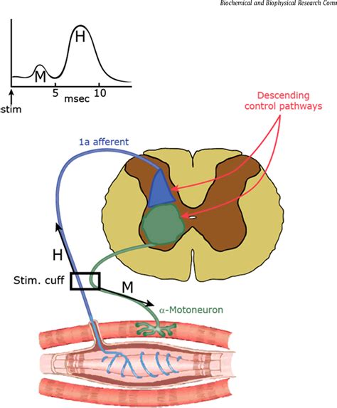 Figure 2 from The brain as a dynamically active organ. | Semantic Scholar