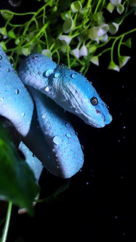 Ular Trimeresurus Insularis Si Biru Cantik Berbahaya