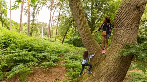 How to Climb a Tree With No Branches - PostureInfoHub