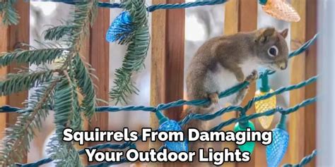 How To Stop Squirrels From Chewing Outdoor Lights 10 Steps