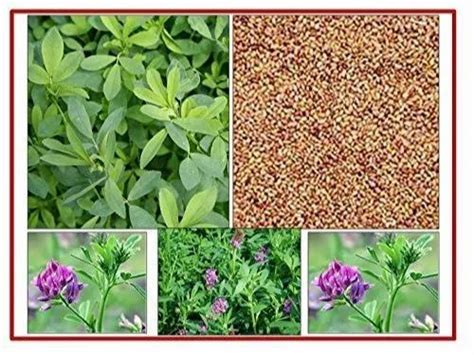 Alfalfa Grass Medicago Sativa Seeds Lucerne High Protein Seeds For