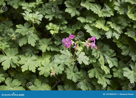 Geranium Macrorrhizum Or Common Geranium In Nature Green Geranium