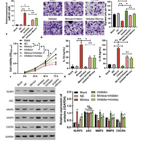 Mir P Regulates Htr Svneo Cell Invasion And Growth Htr Svneo