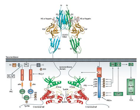 Introduction of Fibroblast Growth Factors (FGF) - BiologicsCorp