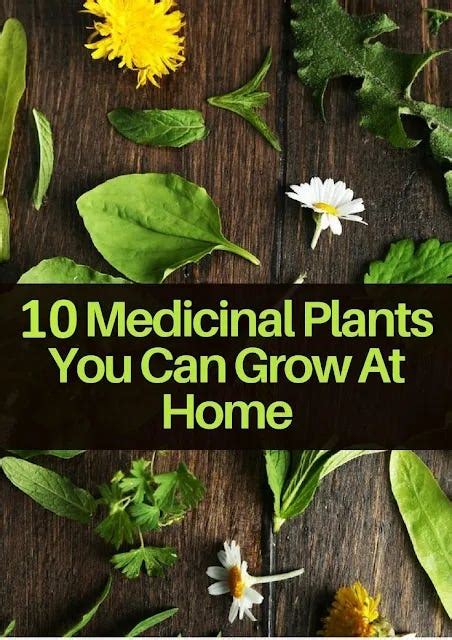 Top 10 Medicinal Plants You Can Grow Yourself Mary Odonnell Medium