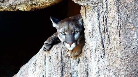 Puma Feline Predator - Free photo on Pixabay