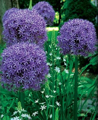 Czosnek Ozdobny Allium Gladiator Rozmiar Wild Lilly Cebulki