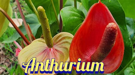 Tanaman Hias Kuping Gajah Anthurium Anthurium Andraeanum Youtube