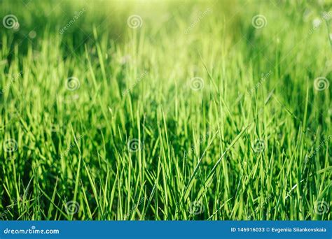 Beautiful Green Background By The Fresh Grass Stock Image Image Of