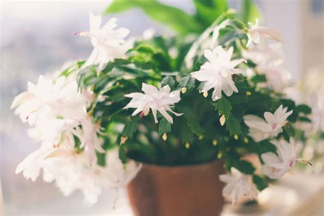 How To Grow And Care For A Thanksgiving Cactus