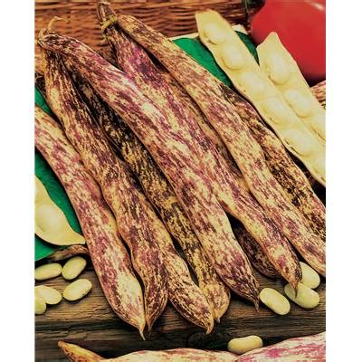 FLAGEOLET COCO PAIMPOLAIS PACTOL Graines 150 G