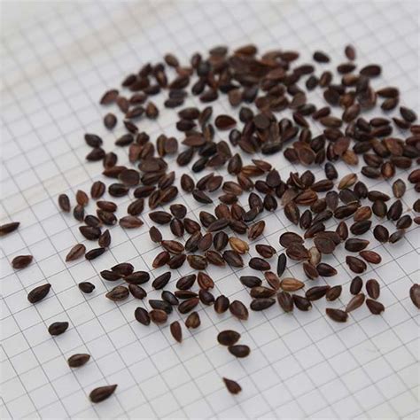 Guarantee Germination 2019 Harvest Medicinal Plant Ma Huang Ephedra