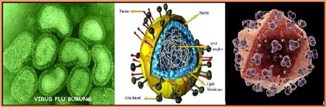 Biologi Gonzaga Latihan Soal Virus