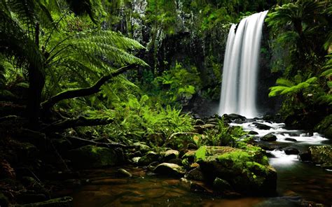 Animales y su mundo Características de la selva y sus animales