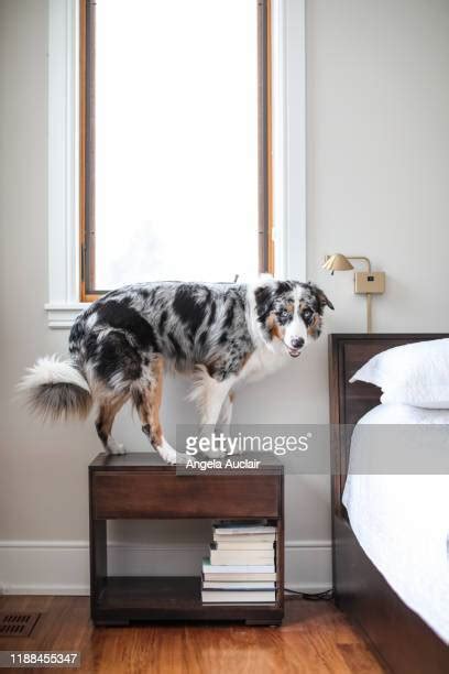 Dog Bones Border Photos Et Images De Collection Getty Images