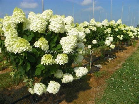 Hortensja Bukietowa Polar Bear Hydrangea Paniculata Pa Bukszpanik