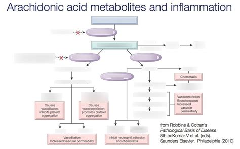 Arachidonic Acid Pathway Diagram | Quizlet