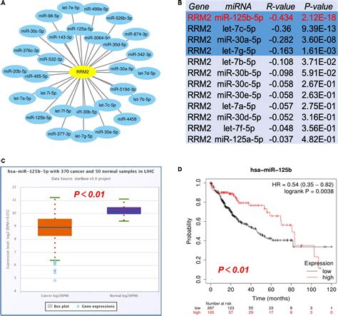 Frontiers High Expression Of Rrm Mediated By Non Coding Rnas