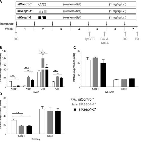 Keap Inhibition And Nrf Target Gene Regulation By Liver Selective