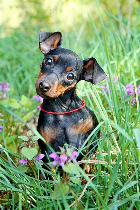 Miniature Pinscher Min Pin Dog Coloring Page Instant - vrogue.co