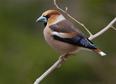 Picogordo N Coccothraustes Coccothraustes