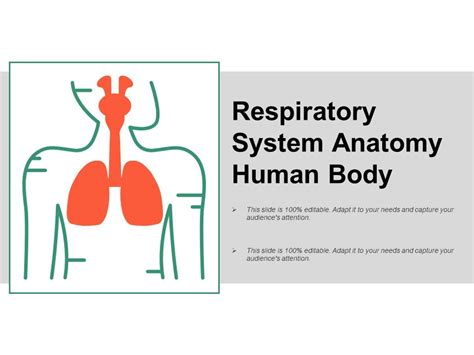 Respiratory System Anatomy Human Body Ppt Powerpoint Presentation Model