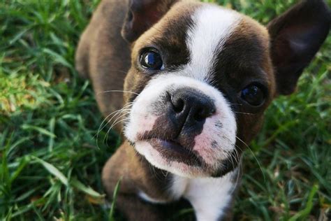 What Is A Jack Russell Boston Terrier Mix Called Terrier Hub