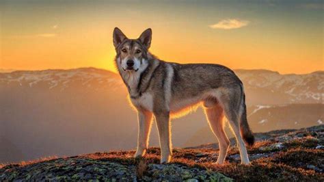 landscape, Sunset, Animals, Mountain, Wolf Wallpapers HD / Desktop and Mobile Backgrounds