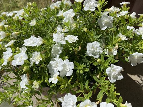 Enhancing Clay Soil - ZINNIA BOY
