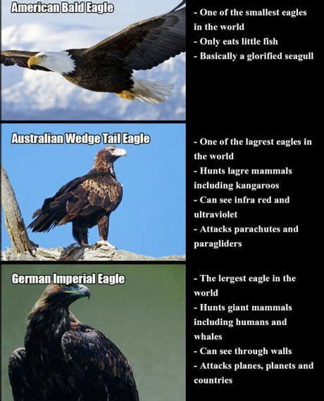 Glorified seagull... Knew we should’ve chosen the turkey as our state