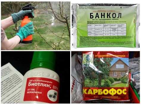 На груше тля: чем обработать, чтобы избавиться, лучшие препараты и ...