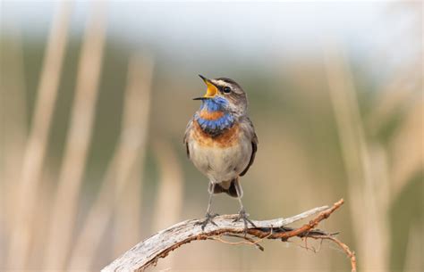 Having Trouble Identifying That Birdsong? Try This.