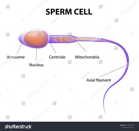 Human Sperm Cell Anatomy Stock Illustration 216584044 | Shutterstock