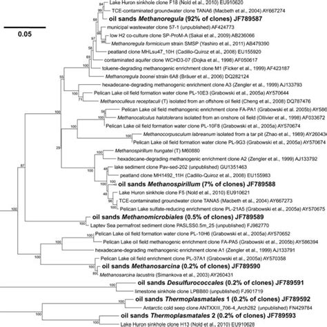 Neighbour Joining Phylogenetic Tree Indicating Taxonomic Affiliations