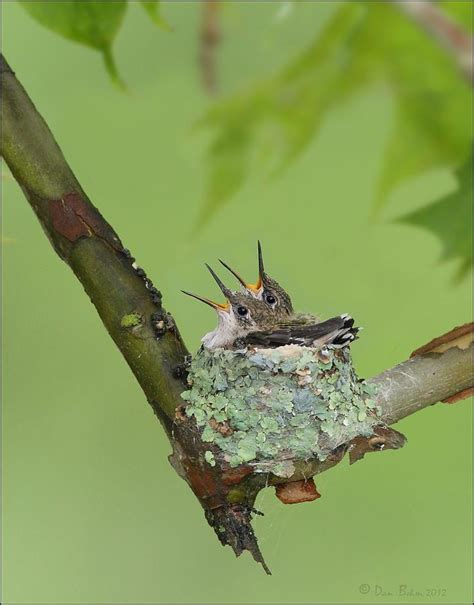 Baby Hummingbirds Photograph by Daniel Behm