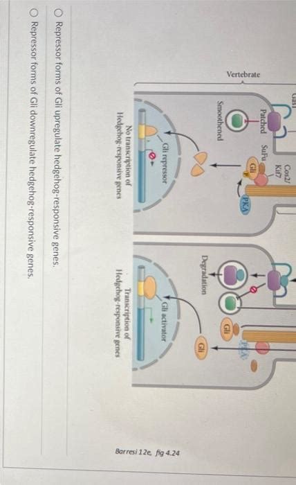 Solved Consider The Sonic Hedgehog Shh Signaling Pathway Chegg