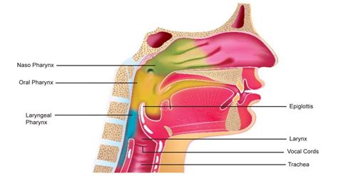 Pharynx Larynx Epiglottis Vocal Cords And Trachea Sawan Books