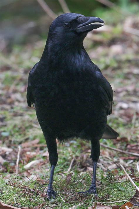 Crows – Paul Brown Photography